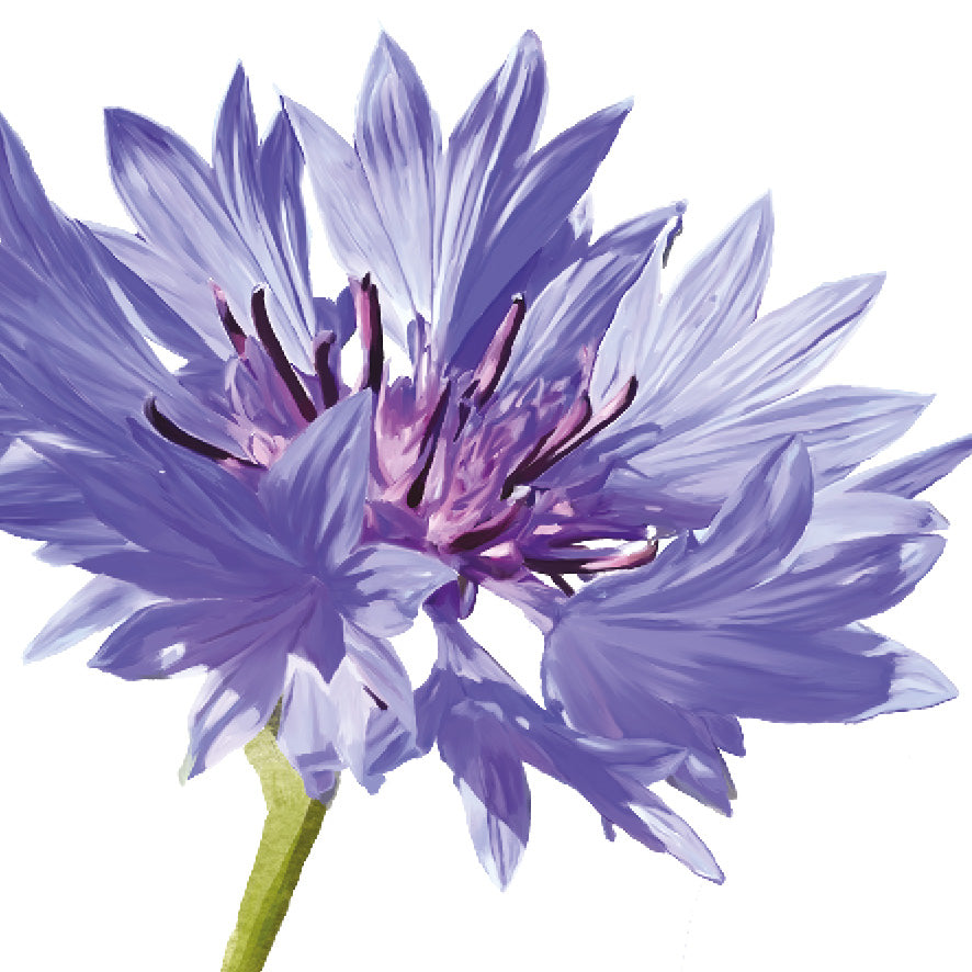 Square - Cornflower