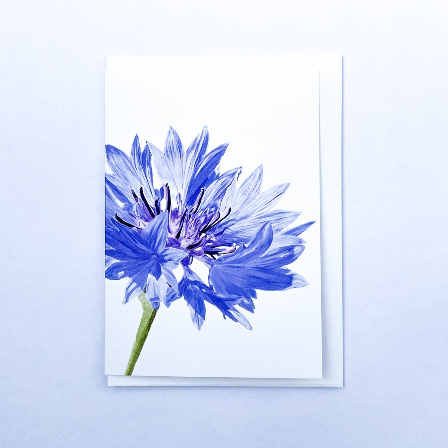 Cornflower Blank