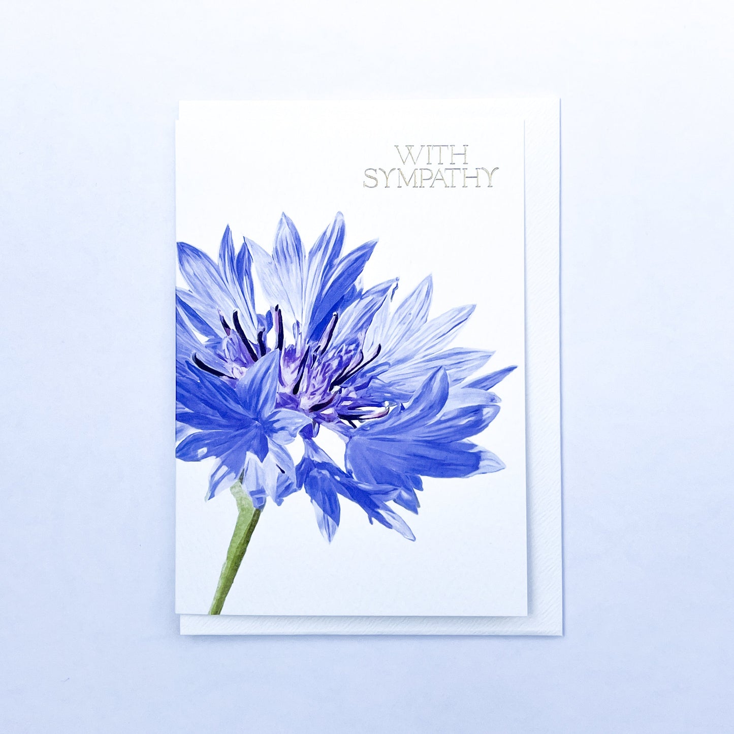 Cornflower With Sympathy