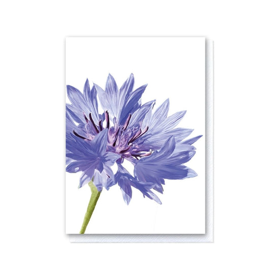 Cornflower Blank