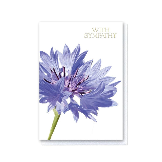 Cornflower With Sympathy