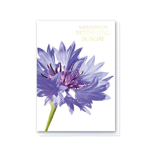 Cornflower Mothering Sunday