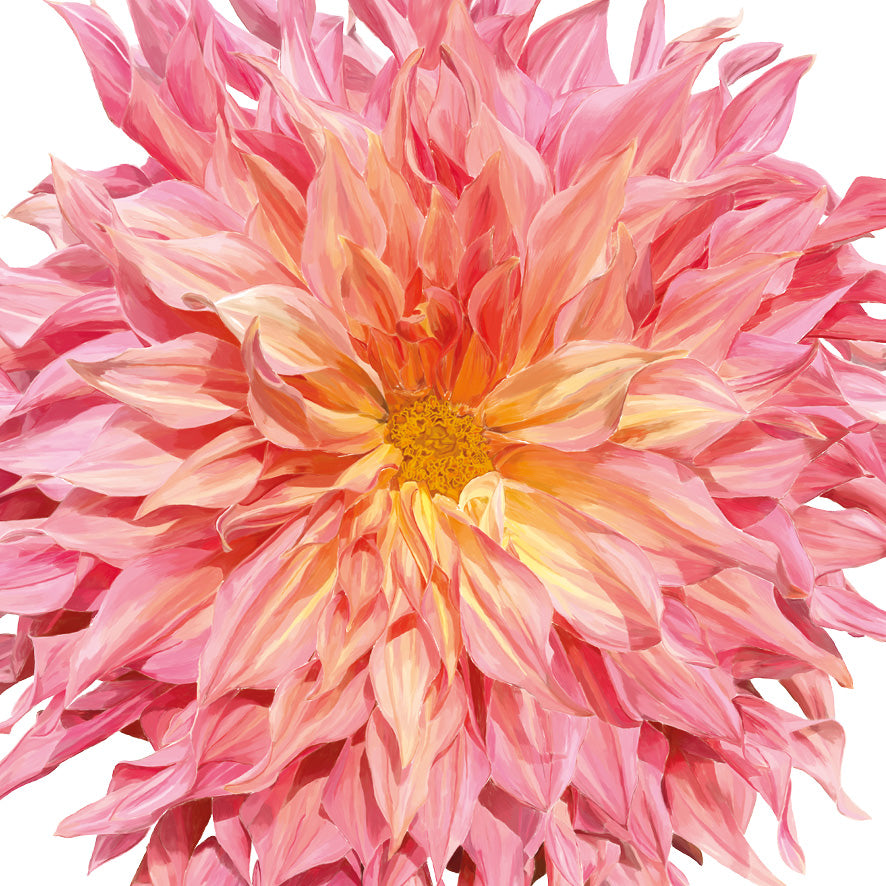 Square - Dahlia