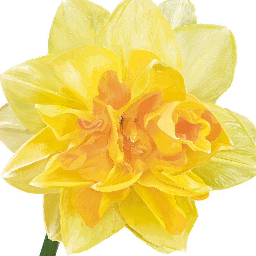 Square - Daffodils
